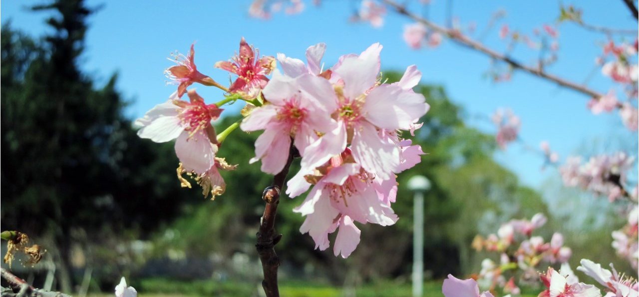 中央大學「河津櫻」－盛放！粉紅綻放中大湖畔