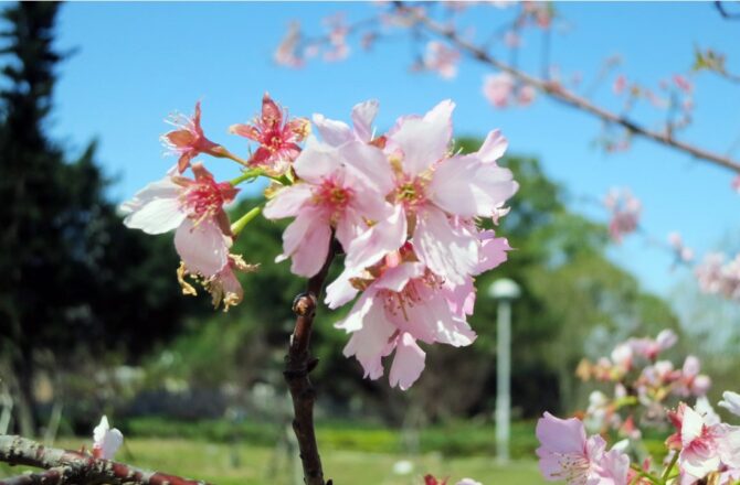 中央大學「河津櫻」－盛放！粉紅綻放中大湖畔