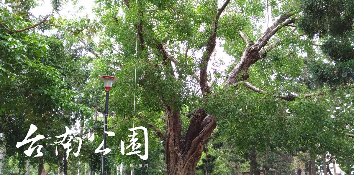 「台南公園」－百年大樹與悠悠歷史，庇蔭著夏日裡保留一絲悠閒與涼意