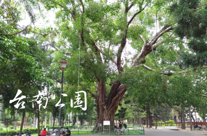 「台南公園」－百年大樹與悠悠歷史，庇蔭著夏日裡保留一絲悠閒與涼意