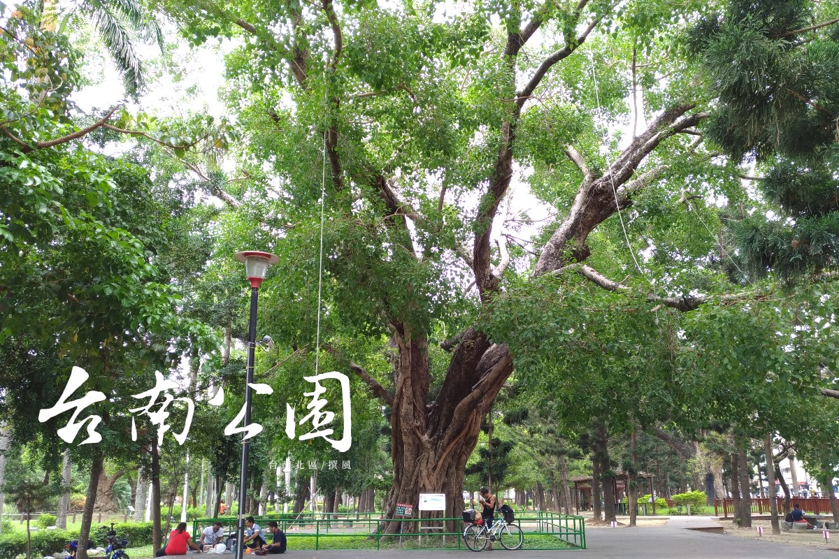 「台南公園」－百年大樹與悠悠歷史，庇蔭著夏日裡保留一絲悠閒與涼意