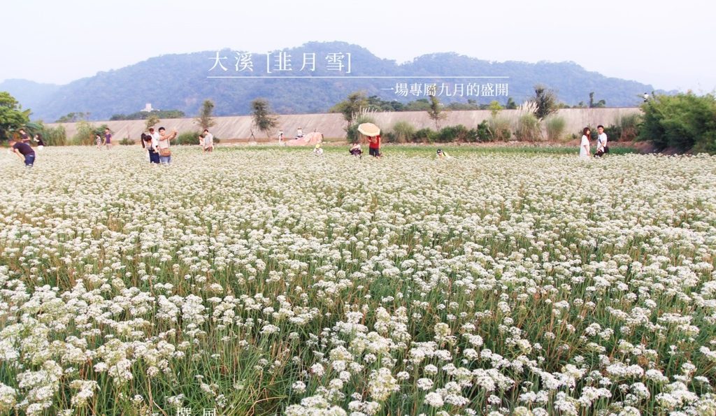 「大溪韭菜花田」韭月雪，一場專屬9月的雪白盛開