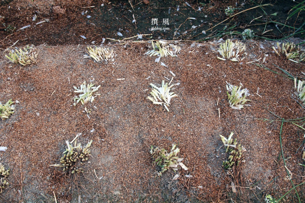 Allium tuberosum @ Daxi