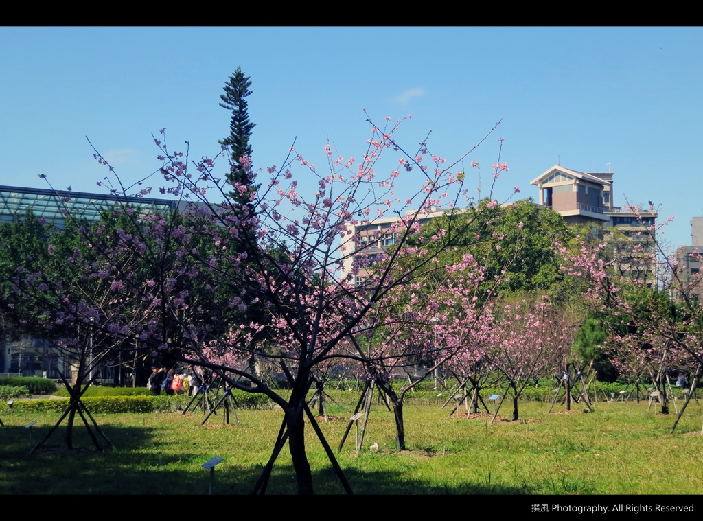 中央大學「河津櫻」－盛放！粉紅綻放中大湖畔