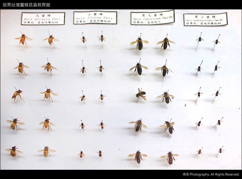 苗栗「台灣蠶蜂昆蟲教育館」－昆蟲標本欣賞