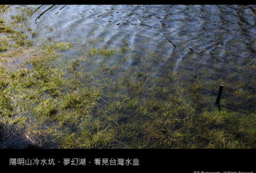 陽明山／冷水坑夢幻湖步道－雲霧繚繞之境，看見台灣水韭
