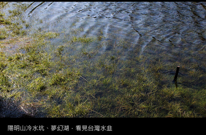 陽明山／冷水坑夢幻湖步道－雲霧繚繞之境，看見台灣水韭