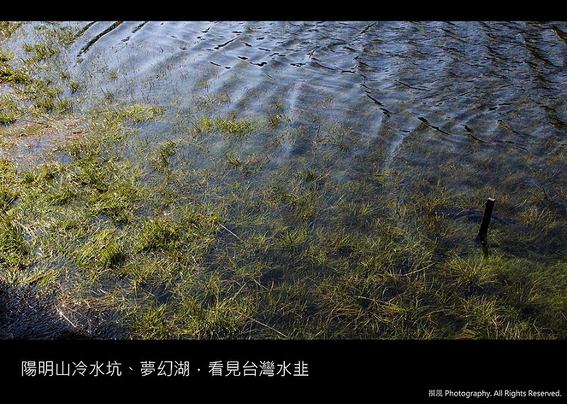 陽明山／冷水坑夢幻湖步道－雲霧繚繞之境，看見台灣水韭