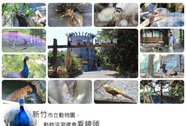 新竹景點／新竹市立動物園(翻修前)－動物活潑還會看鏡頭