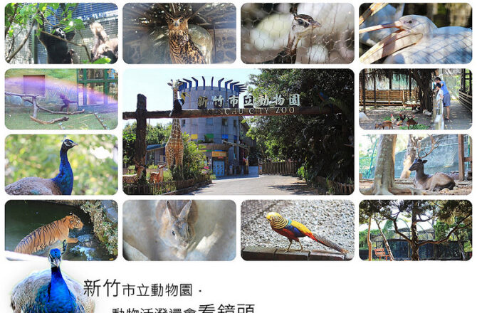 新竹景點／新竹市立動物園(翻修前)－動物活潑還會看鏡頭