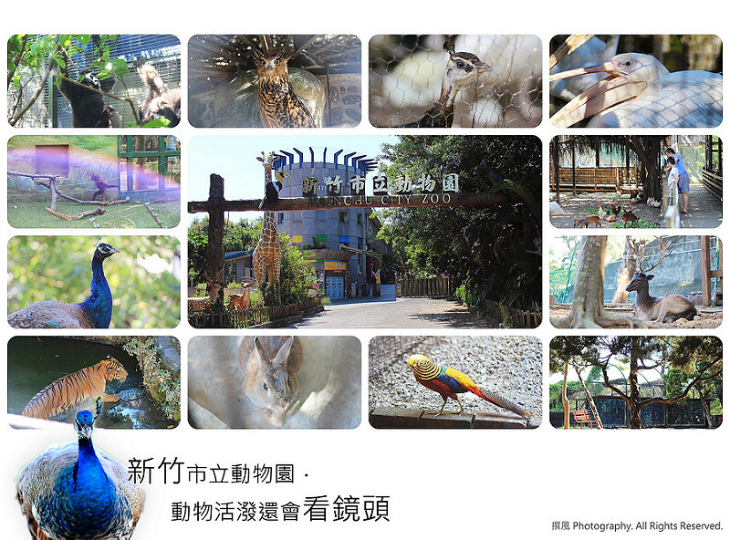 新竹景點／新竹市立動物園(翻修前)－動物活潑還會看鏡頭