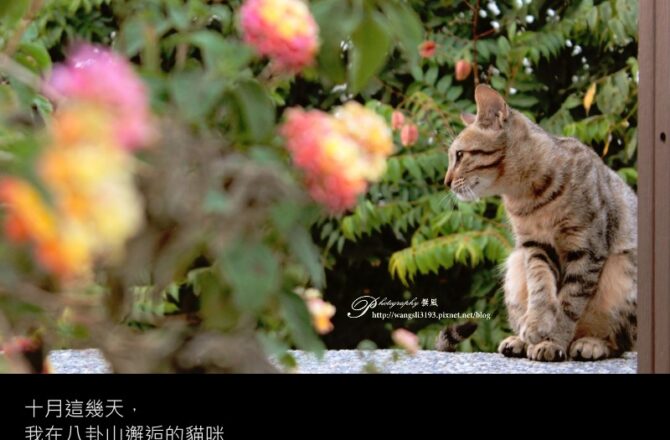 【札記．隨筆】十月這幾天，我在八卦山邂逅的貓咪