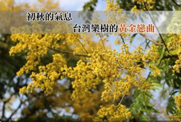 【札記．隨筆】初秋的氣息．台灣欒樹的黃金戀曲