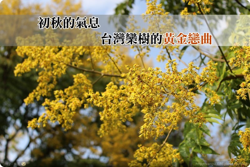 【札記．隨筆】初秋的氣息．台灣欒樹的黃金戀曲
