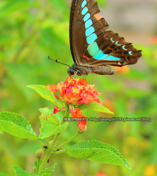 【札記．隨筆】蝶癡亂擊，梅雨走了快出去拍拍照