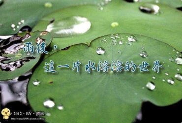 【札記．隨筆】雨後，這一片水溶溶的世界