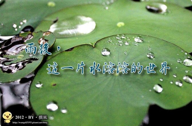 【札記．隨筆】雨後，這一片水溶溶的世界