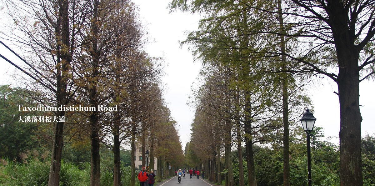 大溪「落羽松大道」，石園路初寒的風雅，12月的風景如畫