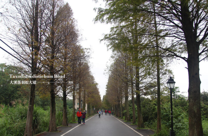 大溪「落羽松大道」，石園路初寒的風雅，12月的風景如畫