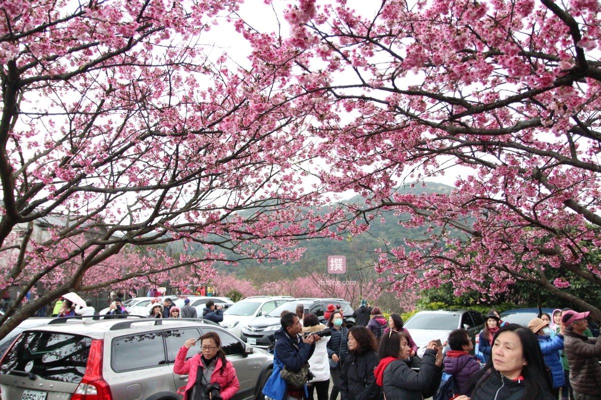 陽明山「平菁街42巷」櫻花滿開！全台最早勝放的櫻花盛況