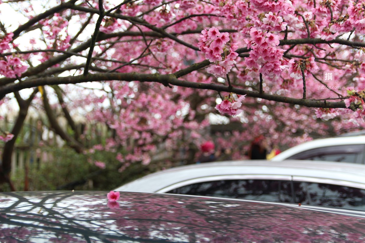 陽明山「平菁街42巷」櫻花滿開！全台最早勝放的櫻花盛況