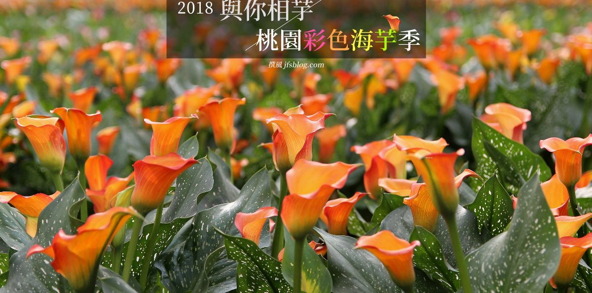 大園「2018桃園海芋季」－大園與你相芋