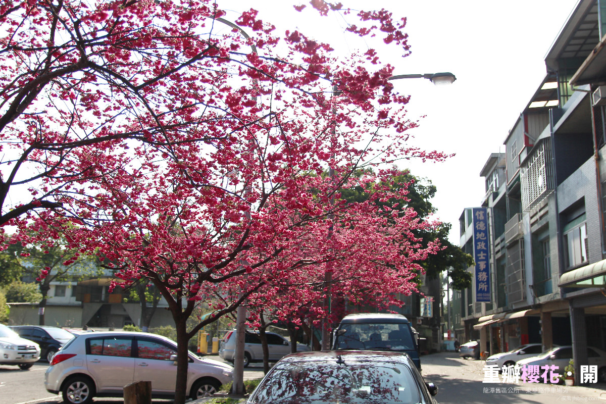 龍潭「舊區公所」龍華路停車場旁重瓣櫻花！
