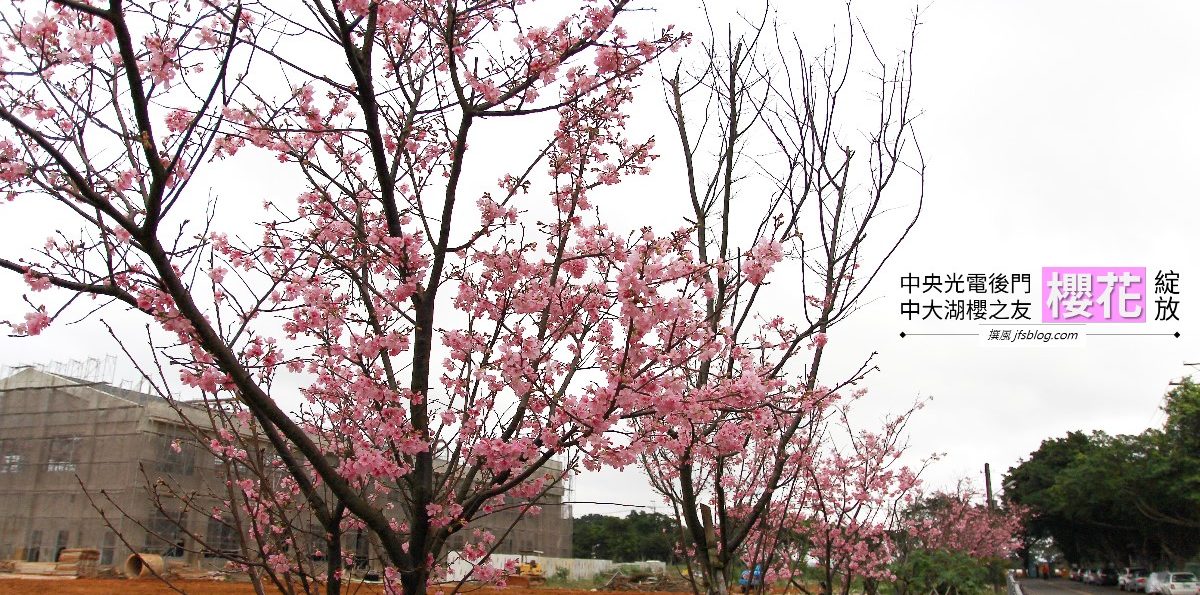 中央光電後門「櫻花綻放」