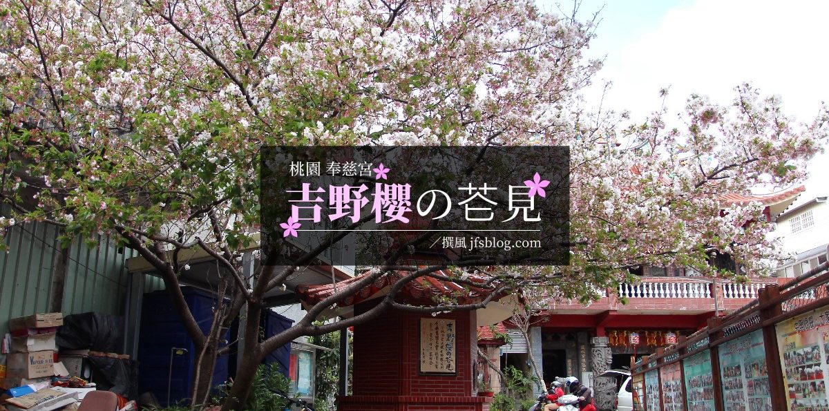 龍潭「奉慈宮吉野櫻之花見」，全桃園最大的吉野櫻