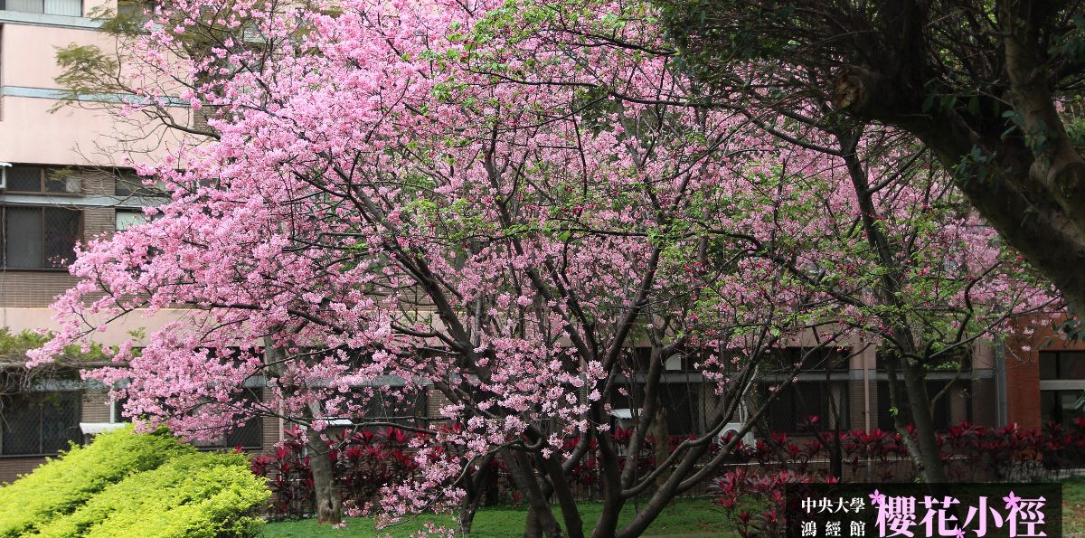 中央大學「櫻花小徑」