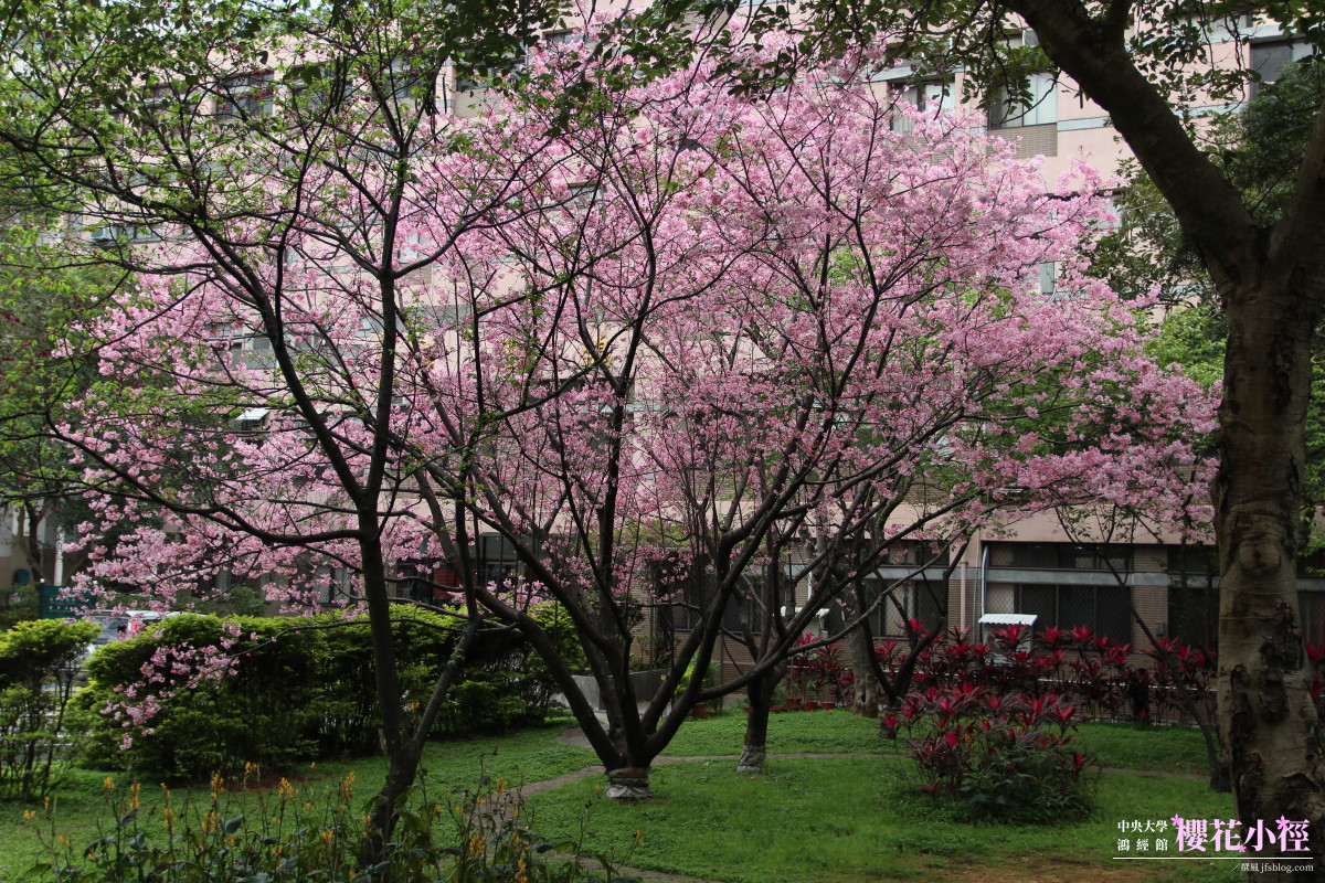 中央大學「櫻花小徑」