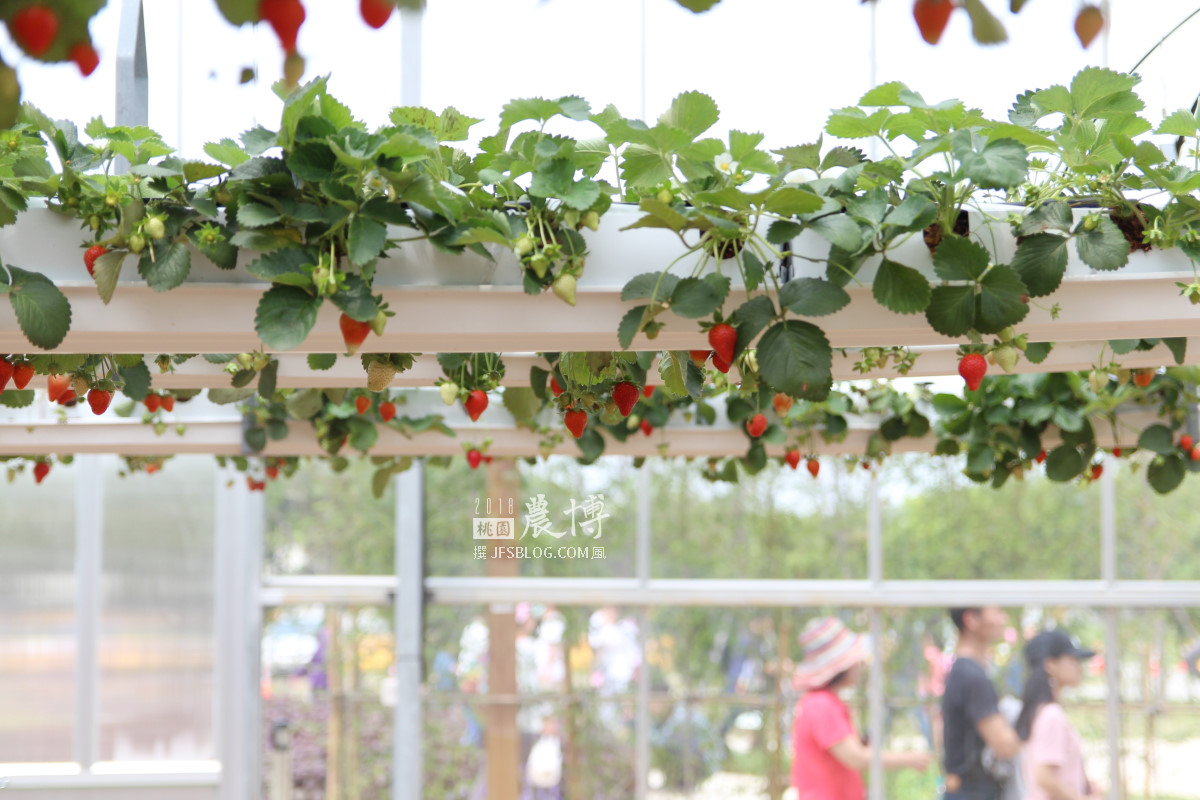 桃園「2018桃園農業博覽會」－環境永續專區．智能溫室與浮空草莓園