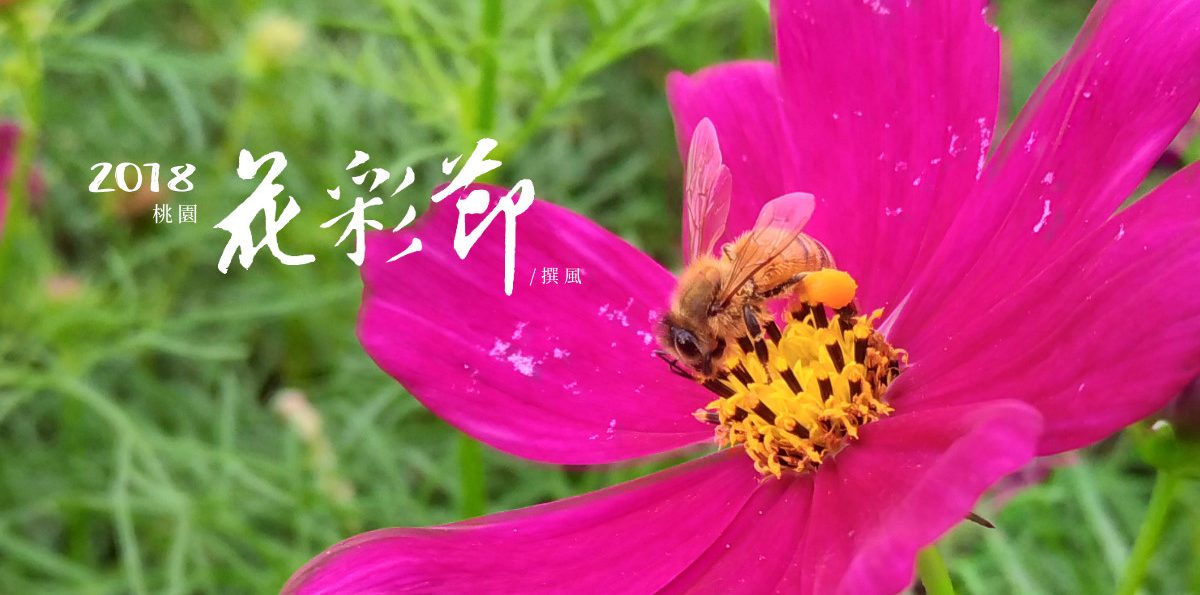 桃園「2018桃園花彩節」－文學花田裡深淺幾抹艷，楊梅浪漫紫色仙草花海