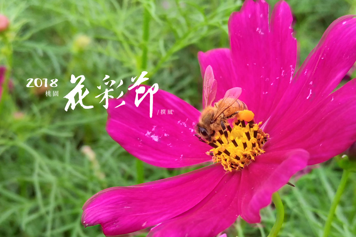 2018æ¡åè±å½©ç¯ 2018taoyuan-flower-festival
