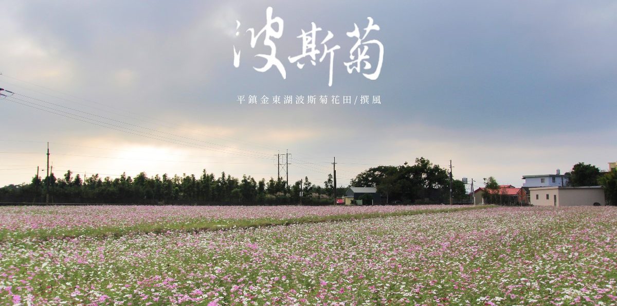 平鎮「金陵路波斯菊花田」冬日期間限定的粉紅浪花