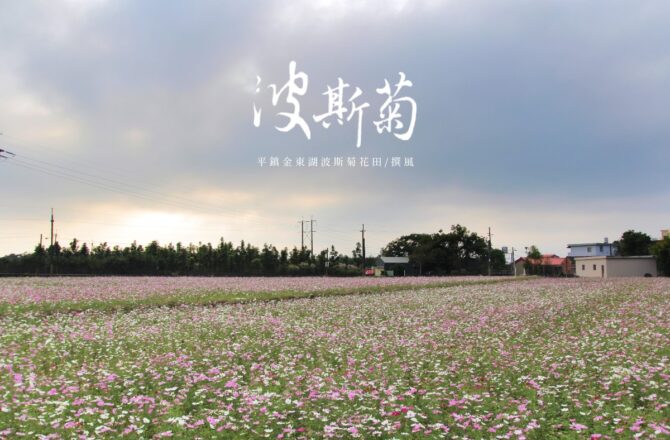 平鎮「金陵路波斯菊花田」冬日期間限定的粉紅浪花