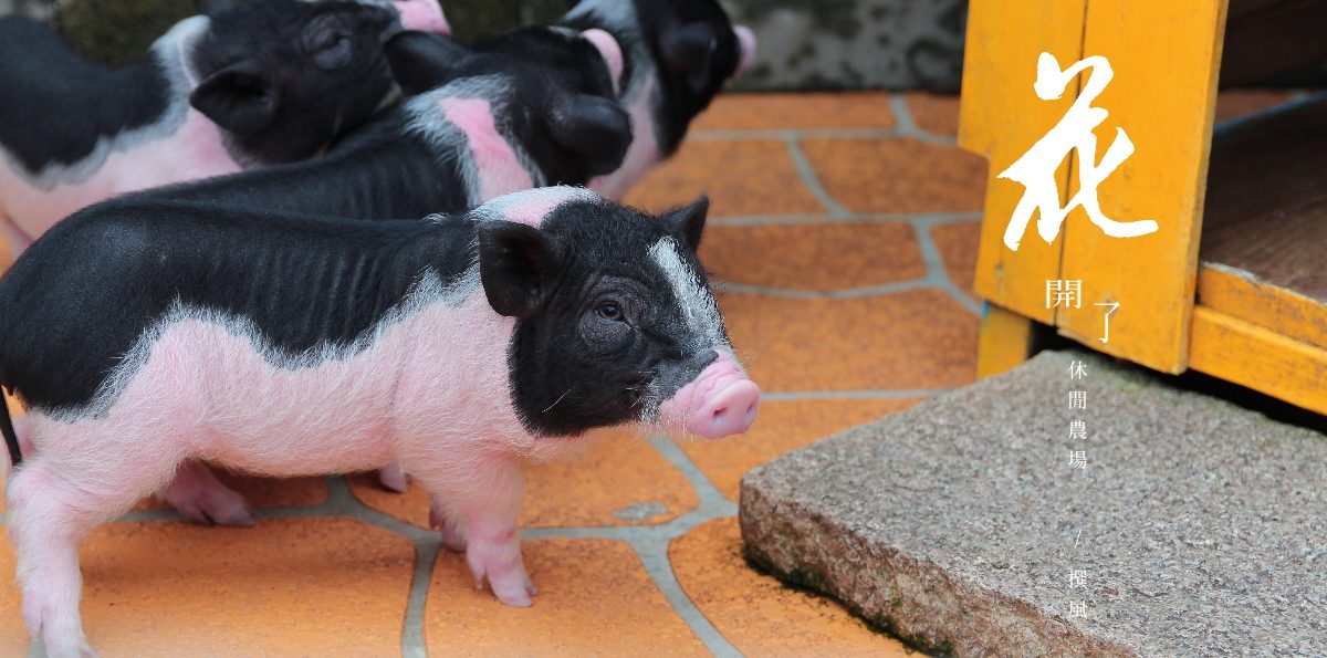 大溪「花開了休閒農園」，北橫公路上的免門票親子農場