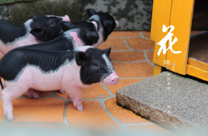 大溪「花開了休閒農園」，北橫公路上的免門票親子農場