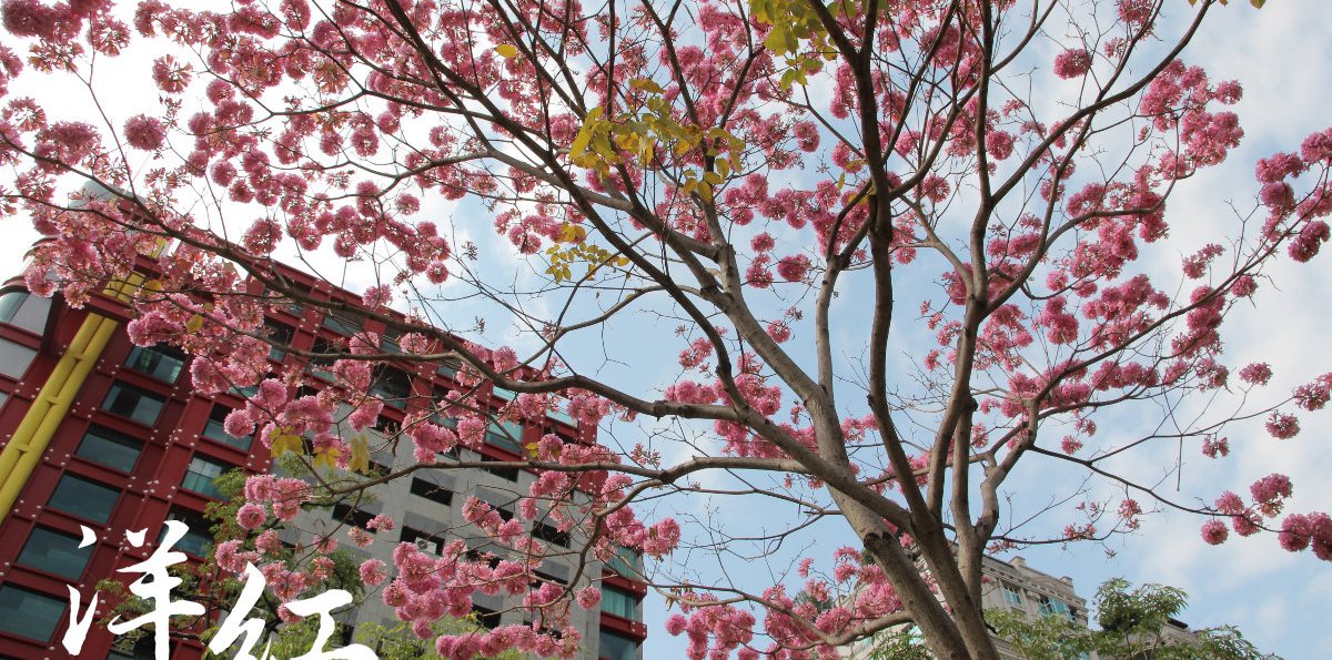 台中勤美術館「洋紅風鈴木」粉紅盛放．火焰樹濃豔爭艷