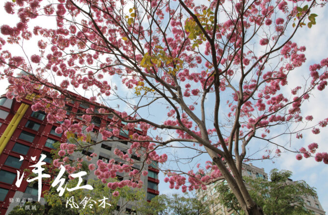 台中勤美術館「洋紅風鈴木」粉紅盛放．火焰樹濃豔爭艷