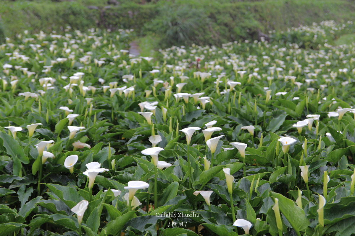 陽明山「竹子湖海芋季」懶人包－北台灣最大的白色海芋步道總整理