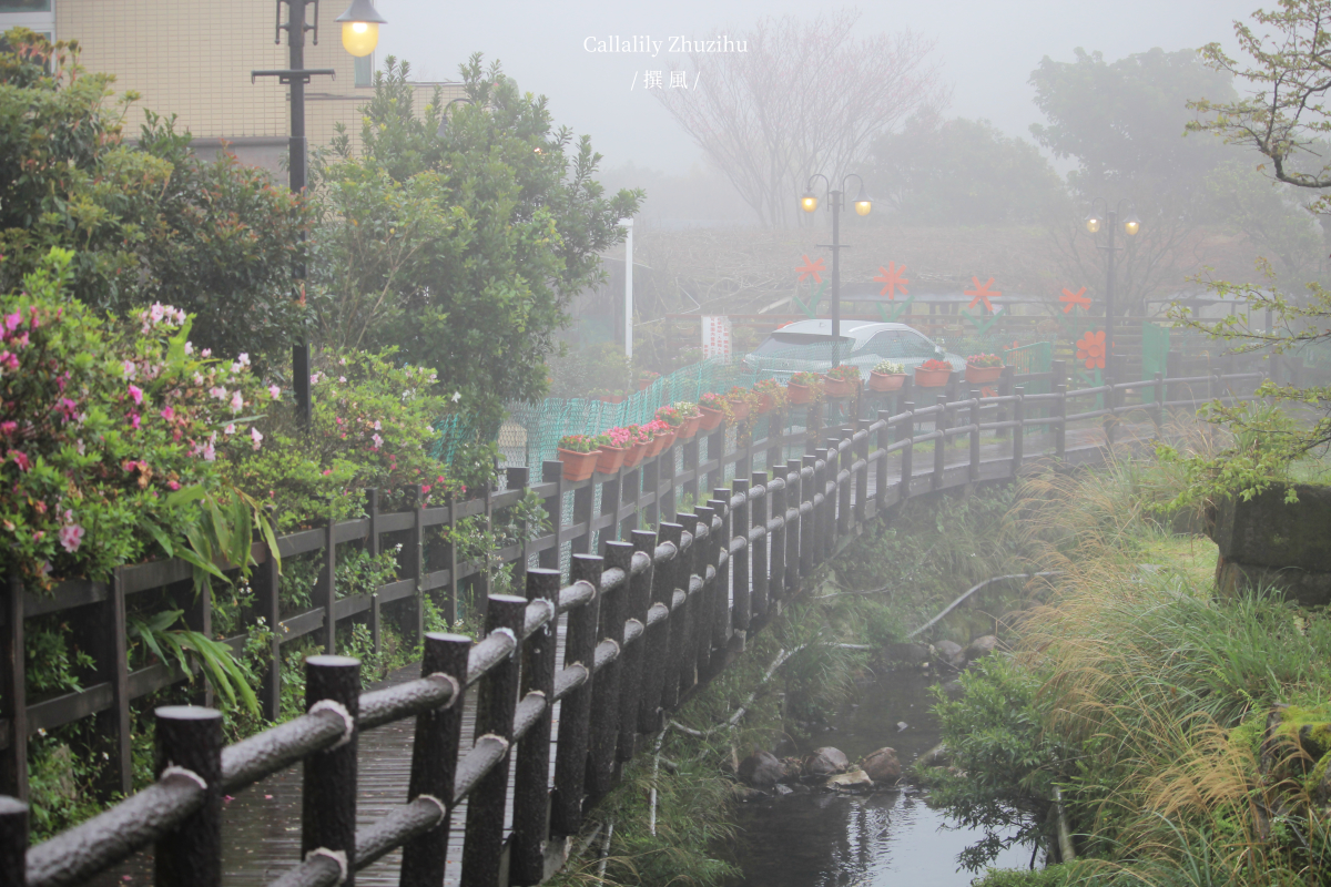 陽明山「竹子湖海芋季」懶人包－北台灣最大的白色海芋步道總整理