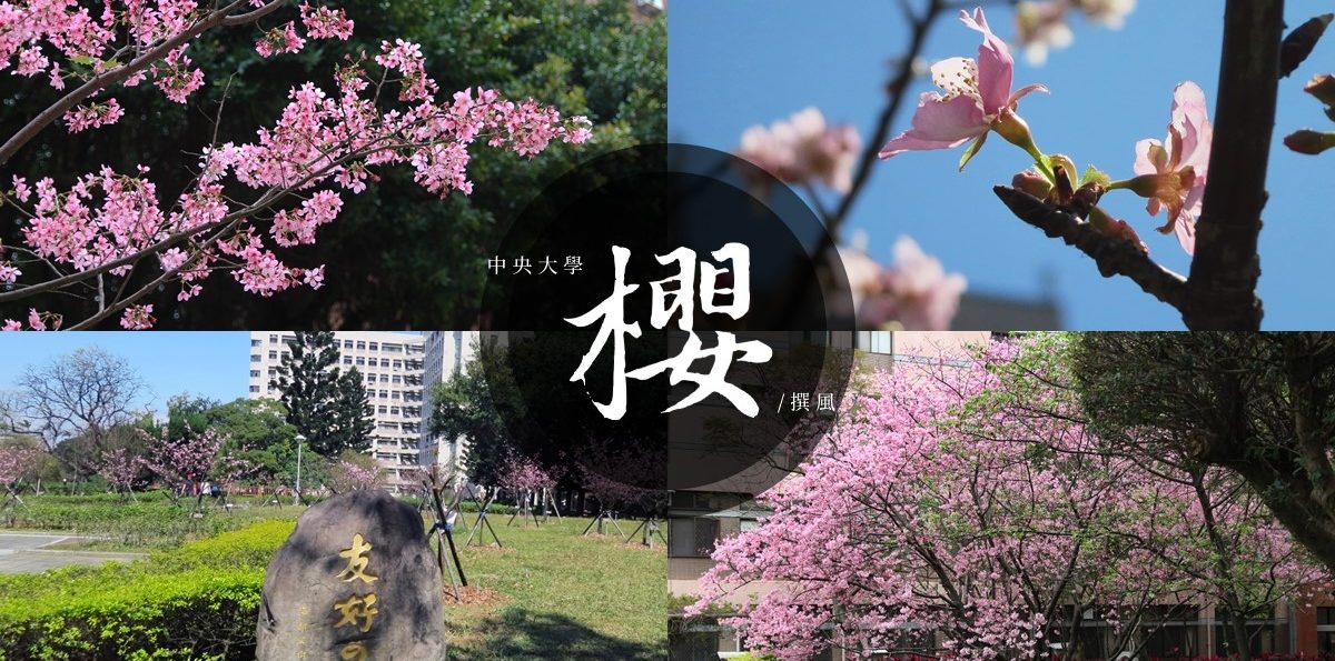 中央大學「賞櫻地圖」－2月中大湖河津櫻．3月櫻花小徑