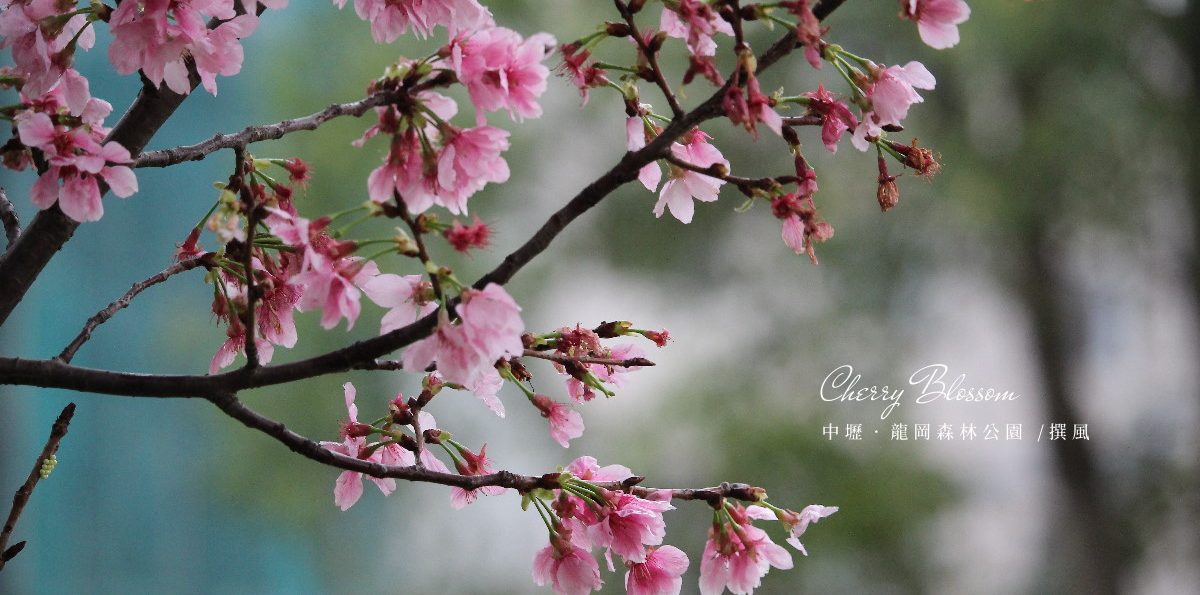 中壢「龍岡森林公園」－櫻花正盛開．雨中賞櫻的輕鬆寫意