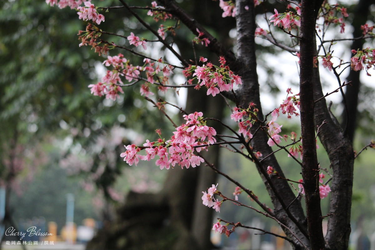 中壢「龍岡森林公園」－櫻花正盛開．雨中賞櫻的輕鬆寫意