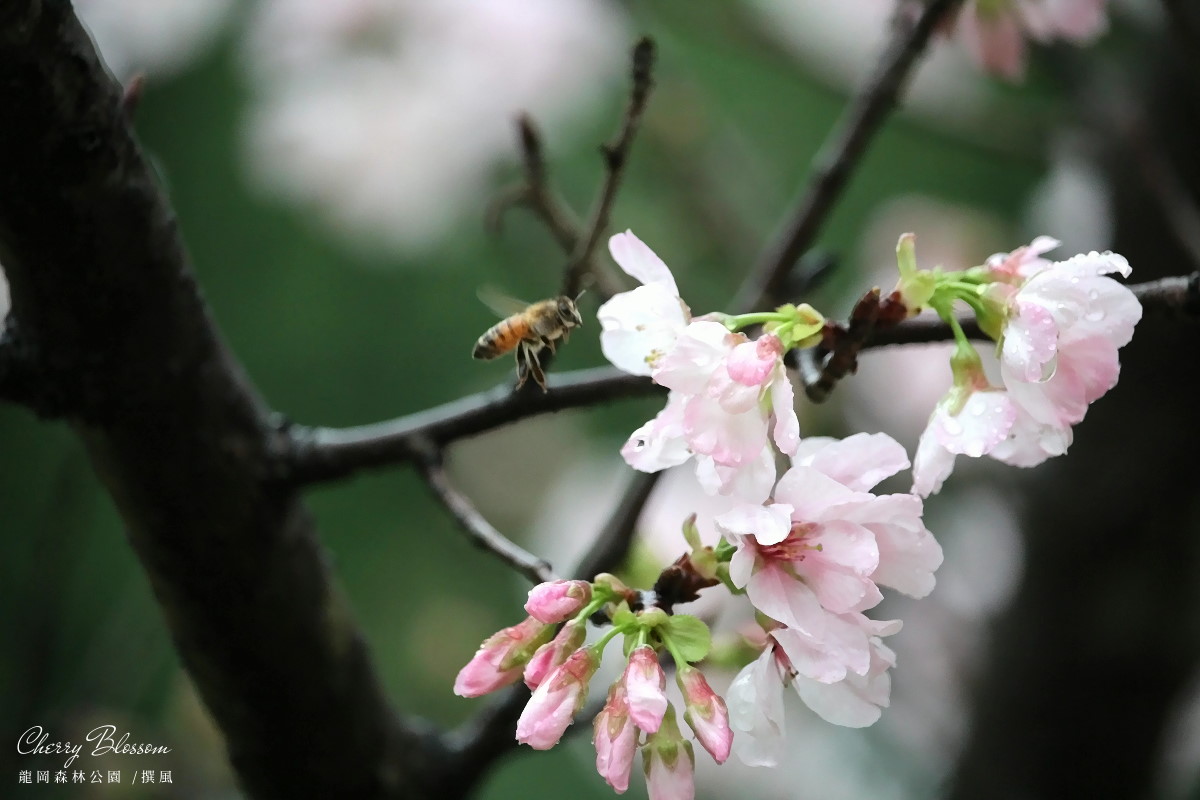 中壢「龍岡森林公園」－櫻花正盛開．雨中賞櫻的輕鬆寫意