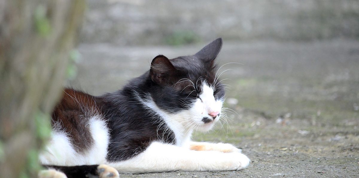 瑞芳「猴硐貓村」－山村喵語，不過度打擾的探訪也能留下美好的倩影