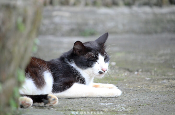 瑞芳「猴硐貓村」－山村喵語，不過度打擾的探訪也能留下美好的倩影