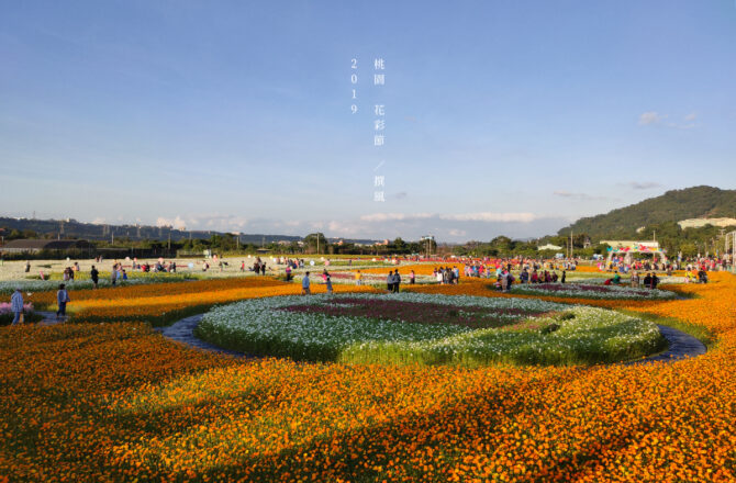 2019「桃園花彩節」－大溪中壢平鎮初冬花海接力盛開