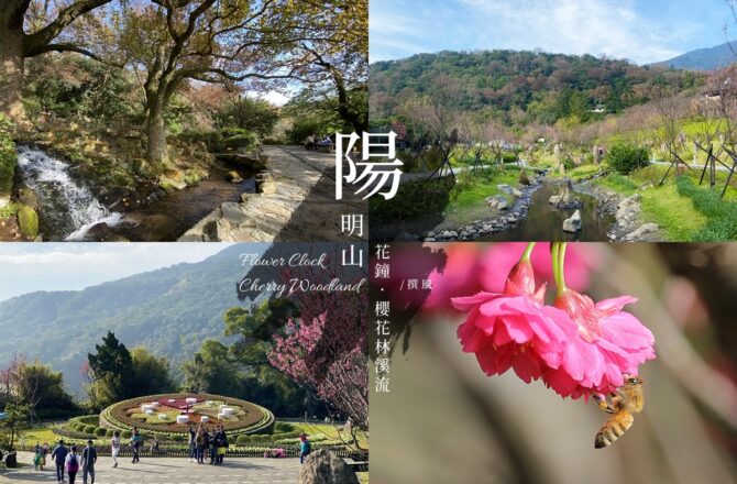 陽明山「陽明公園」－輕鬆賞櫻步道與花鐘陽明十景